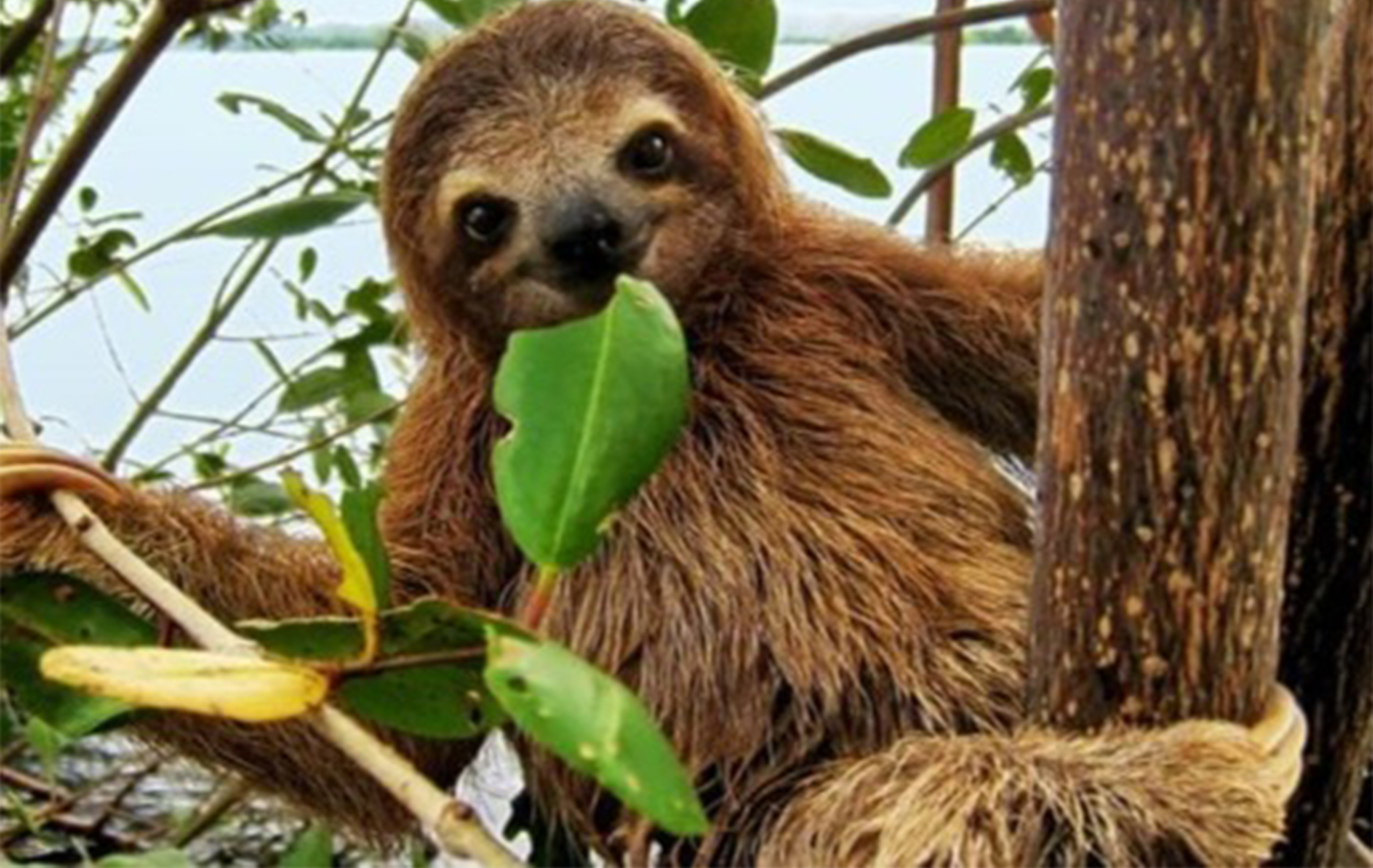 Sloth